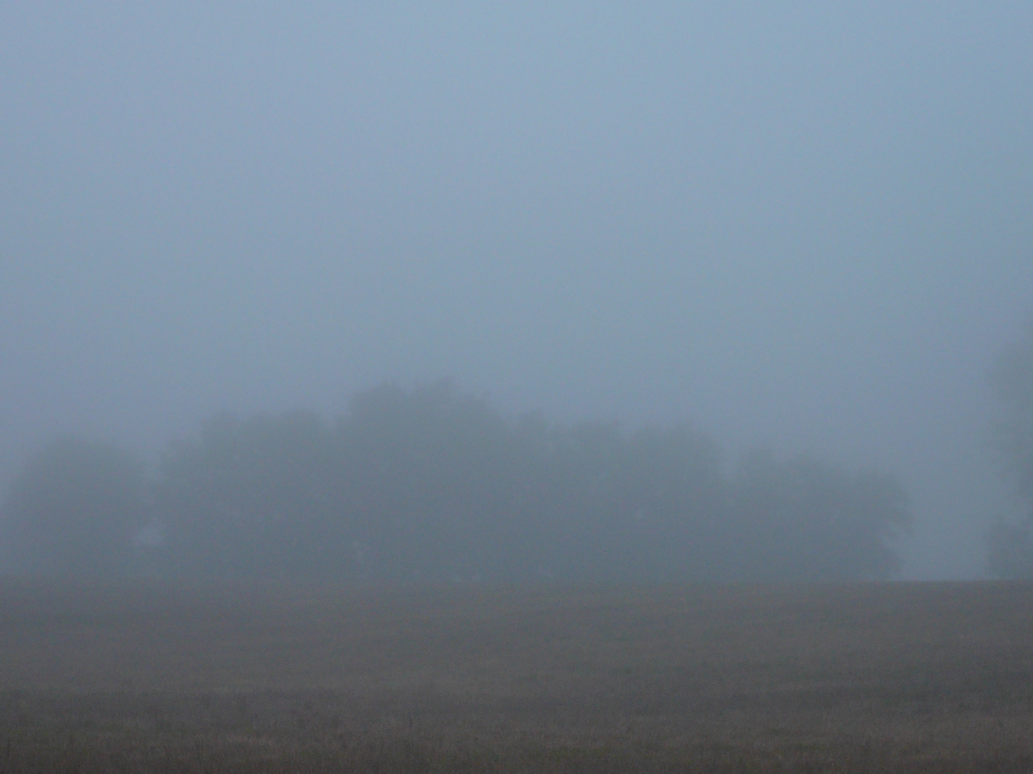 brouillard2021.jpg