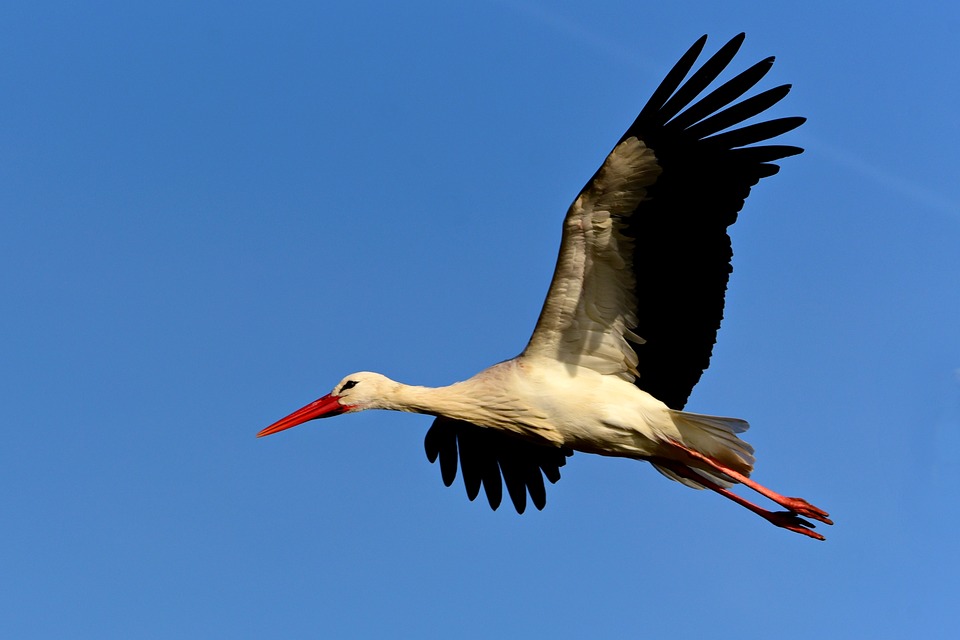 cigogne2.jpg