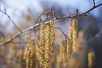 pollens2022-2.jpg