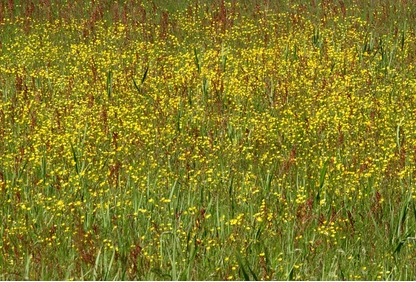 pollens2022.jpg