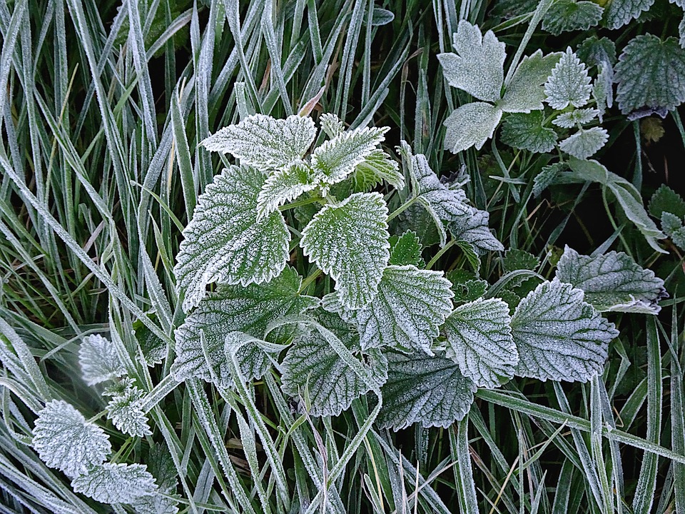 givre2024-2.jpg