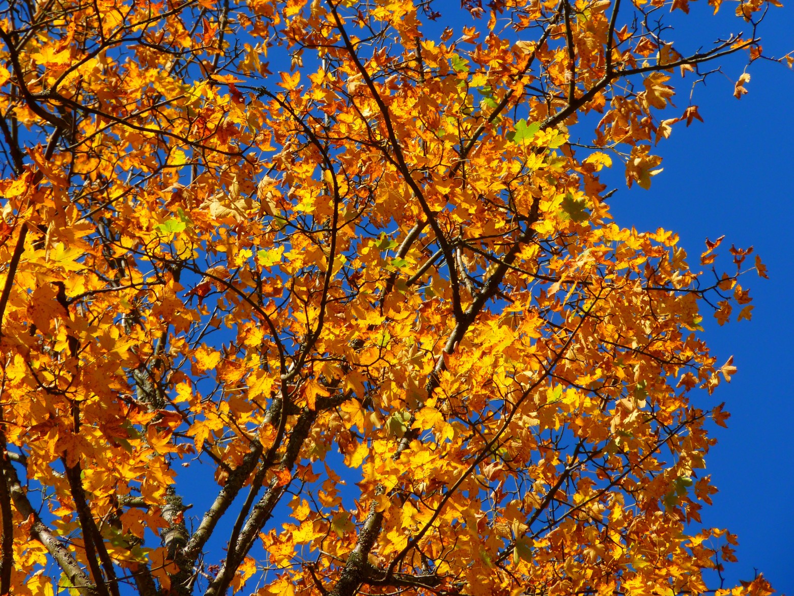 automne2019-2.jpg