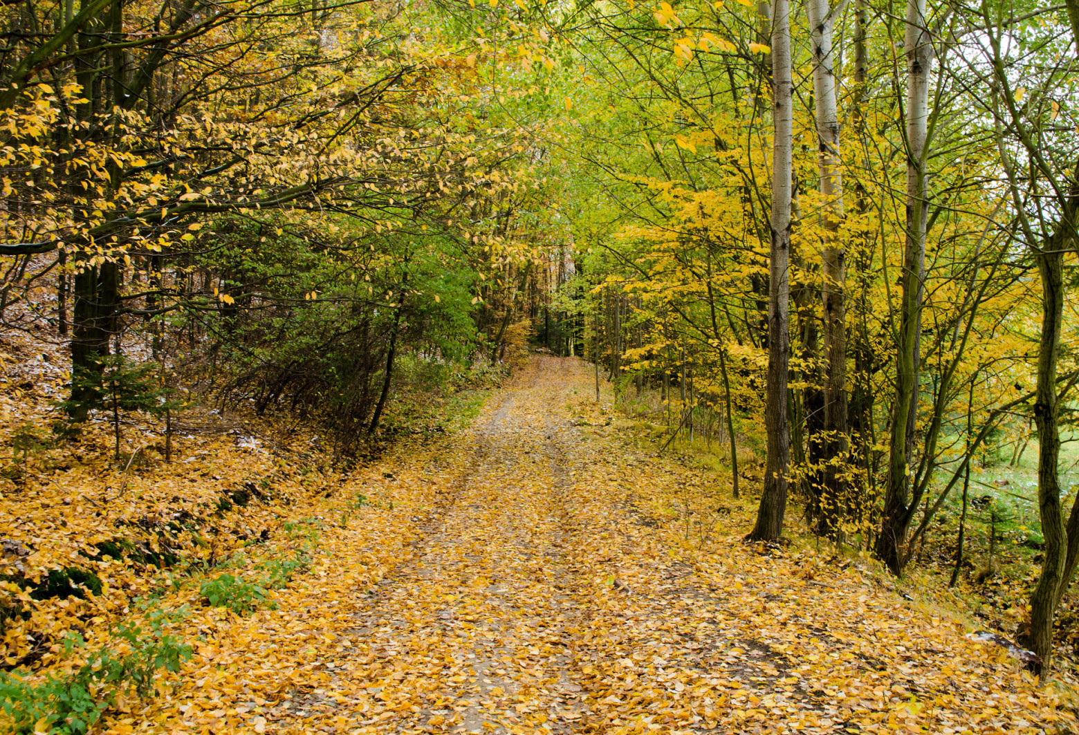 automne2019.jpg