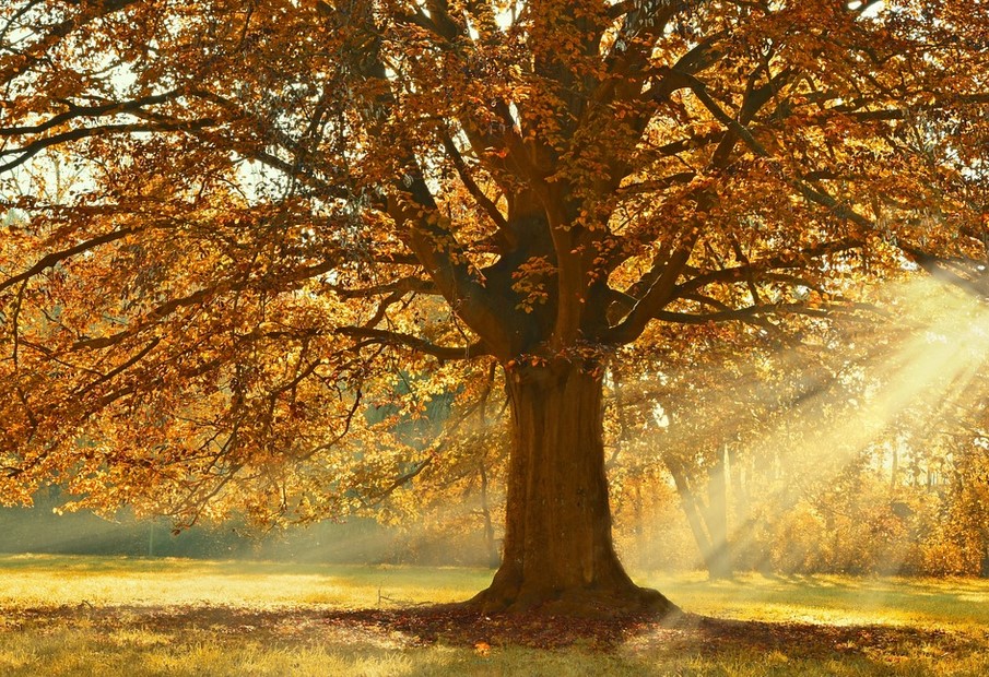 automne2022.jpg