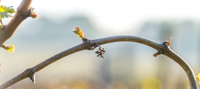 printemps2019-5.jpg