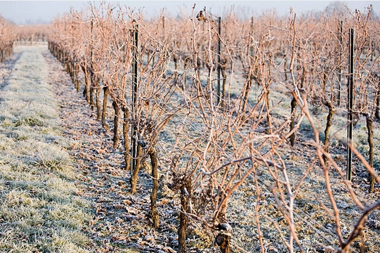 vigne18042019.jpg