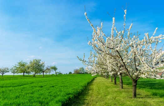printemps2019-0.jpg