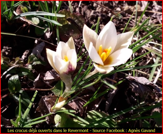 crocus16012020.jpg