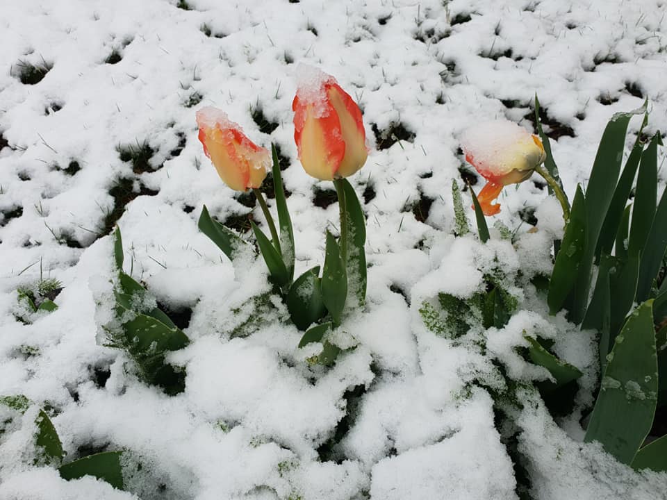 neige01042022-2.jpg