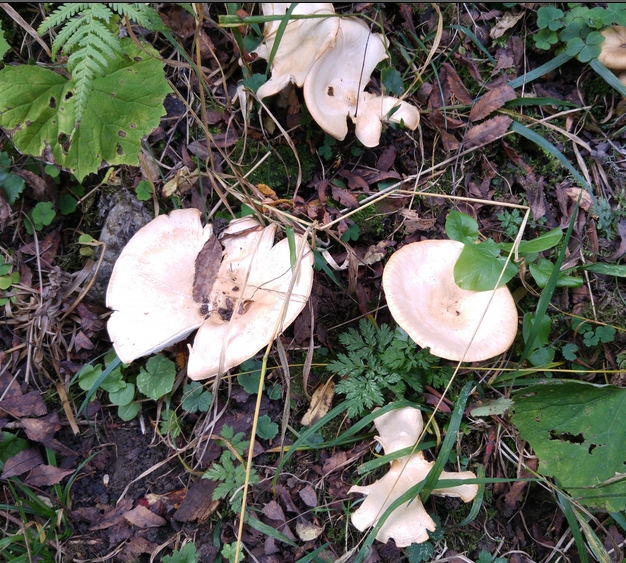 champignon.jpg