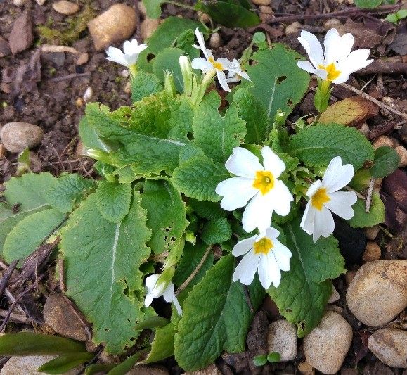 fleur25012018.jpg