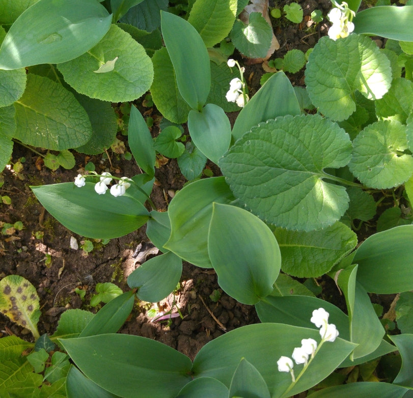 muguet01052018.jpg