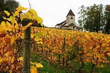 vigne21042017.jpg