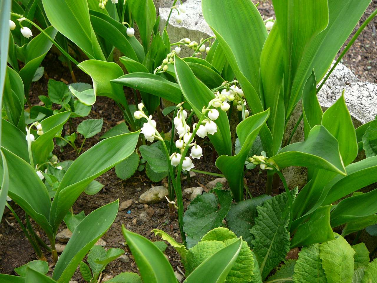 photonews/muguet140411.jpg
